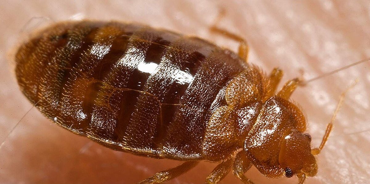 Adult Cimex lectularius bed bug close-up showing flat oval body, reddish-brown coloring, and short antennae — the species treated by all Rapid Bed Bug Exterminator network contractors