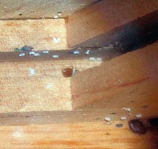 Bed bug eggs visible on a wooden bed frame — pearly white, about 1mm long, typically laid in cracks and crevices near sleeping areas