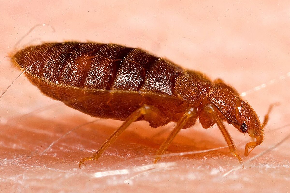 Bed bug feeding profile view showing engorged abdomen after a blood meal — typical Cimex lectularius behavior treated by local exterminators