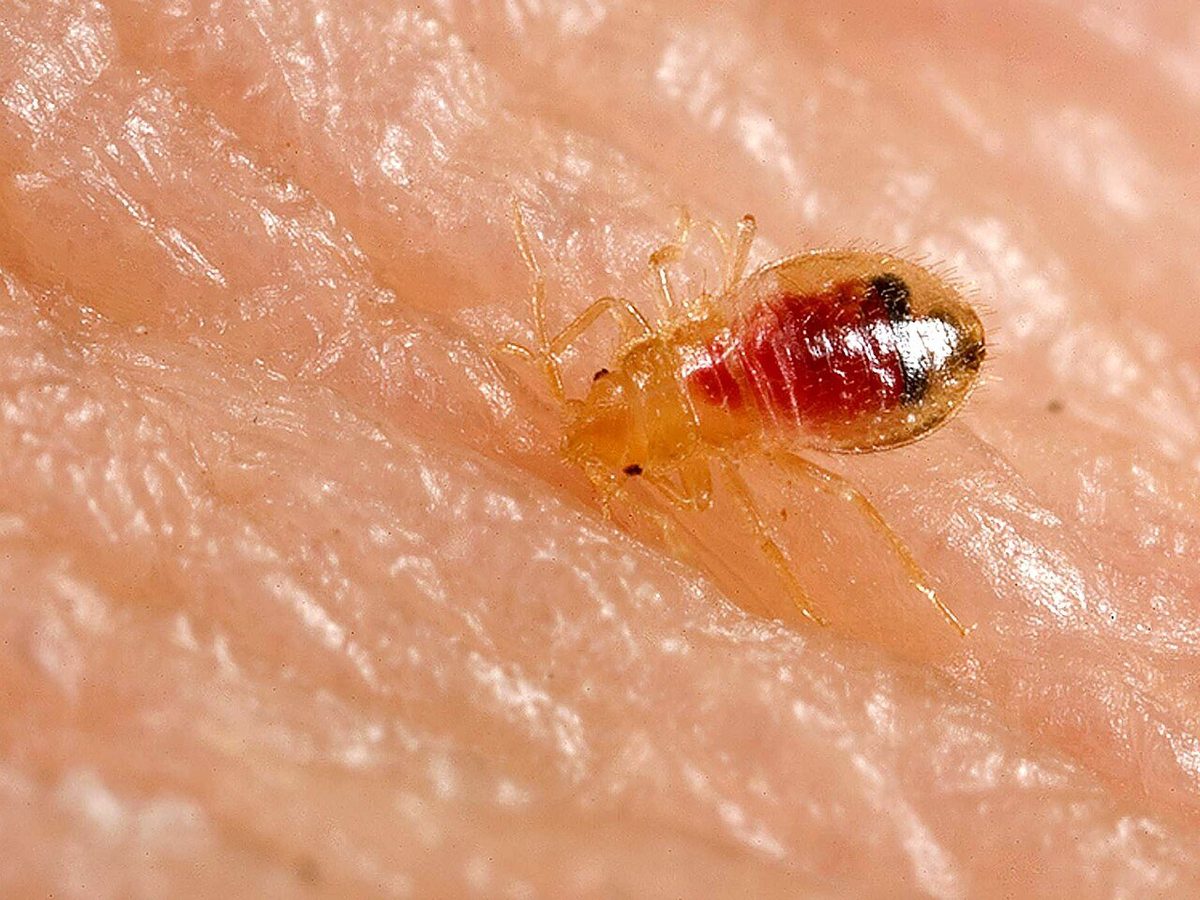 Bed bug nymph with visible blood meal — early-stage nymphs are translucent and turn red after feeding, a key identification sign for bed bug exterminators