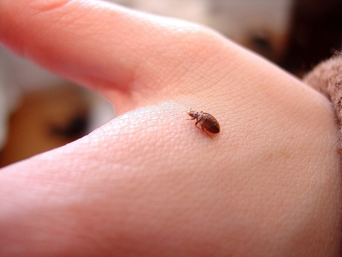 Small bed bug on a person's hand showing actual size scale — adult Cimex lectularius is roughly the size of an apple seed